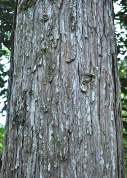 四万十の木材　ヒノキ　杉　木製品